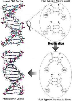 DNA artificial