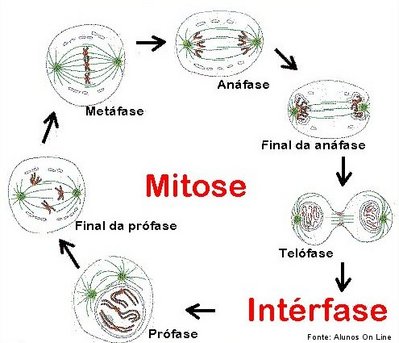 Mitose: o que é, qual a função, fases, como ocorre - Biologia Net