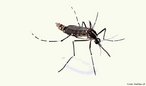 O Aedes albopictus  um mosquito preto com listras brancas no corpo e uma faixa branca no trax. Transmissor do vrus da dengue e da febre amarela, desenvolve-se em gua parada e limpa. At o momento, no h relatos, no Brasil, da ocorrncia de dengue transmitida por esse mosquito.<br /> <br /> Palavra-chave: artrpodes, inseto, vetor, dengue, febre amarela.