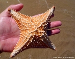 Estrela-do-mar com 4 braos. Praia de Ubu - Anchieta - ES.<br /> <br /> Palavra-chave: estrela, mar, braos, biodiversidade, Biologia, Cincias.