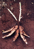 De origem indgena, nome cientifico "Manihot suculenta", arbusto de origem do sudoeste da Amaznia. <br /> <br /> Palavra-chave: Indgena, "Manihot", Amaznia, Mandioca.