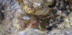 Filo Arthropoda, Classe Crustacea, possuem exoesqueleto constitudo de carbonato de clcio, por isso da carapaa dura - rgida.<br /> <br /> Palavra-chave: Arthropoda, Crustacea, Exoesqueleto, Carbonato de clcio.