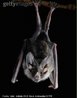 Animal vertebrado pertencente a classe dos mamferos, com capacidade de voo. Alimenta-se, principalmente, de frutas, insetos, sangue de animais, peixes, nctar e plen. Ao voar a noite, utiliza um sistema de localizao conhecido como biosonar (emisso de ondas ultra-snicas atravs das narinas ou boca). Algumas espcies se orientam atravs dos ecos. Embora possuam este recurso, apresentam viso de boa qualidade. Dependendo da espcie, a vida de um morcego vai de 10 a 25 anos de idade. <br /> <br /> Palavra-chave: mamfero voador, vampiro, vertebrado, biosonar, animal.