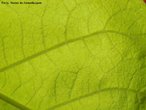 Nervuras so espessamentos das folhas das plantas vasculares, apresentam em seu interior conjuntos de vasos condutores de seiva. As folhas reticulares apresentam nervuras em rede.<br /> <br /> Palavra-chave: Botnica, anatomia, folha, nervuras, vasos condutores. 