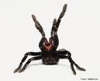 Tarntula ou (Caranguejeira)  uma aranha da Famlia Theraphosidae que se caracteriza por ter patas longas e com duas garras na ponta e o corpo revestido de plos.<br /> <br /> Palavra-chave: Zoologia, Artrpodes, Aracndeos, Caranguejeira, Aranha, Theraphosidae, Patas, Plos.