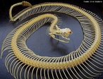 Esqueleto de Cobra