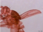 Microscopia de uma mosca de fruta. <br /> Palavra-chave: Microscopia, mosca, fruta, Zoologia, Biologia, Cincias.