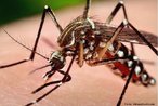 Transmissor da dengue