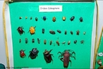 Grupo de animais mais diverso que existe. <br /> Palavra-chave: Coleoptera, animal, inseto, diversidade, Zoologia, Biologia, Cincias.