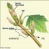 O caule est dividido em: gema terminal (estrutura responsvel pelo crescimento do vegetal), n (regio por onde saem as folhas, ou flores, ou uma ramificao do caule), entren (regio localizada entre dois ns) e gema axilar (produo de folhas ou ramo folioso). Palavras-chave: transporte de substncias, sustentao, xilema, floema, angiospermas, gymnospermas.<br /> 