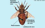 As abelhas operrias encarregam-se da higiene da colmeia, garantem o alimento e a gua de que a colnia necessita coletando plen e nctar, produzem a cera, com a qual constroem os favos, alimentam a rainha, os zanges e as larvas por nascer e cuidam da defesa da famlia. <br /> <br /> Palavra-chave: colmeia, operrias, mel, sociedade.
