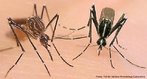 O vrus da dengue pode ser transmitido por duas espcies de mosquitos: o Aedes aegypti e o Aedes albopictus. A diferena morfolgica est no trax e na colorao dos mosquitos. O Aedes aegypti apresenta o desenho de uma lira - instrumento de cordas muito utilizado na antiguidade - enquanto o Aedes albopictus apresenta uma linha longitudinal, sendo mais escuro. Ambas apresentam patas rajadas.<br /> <br /> Palavra-chave: artrpodes, insetos, vetor, dengue, febre amarela.