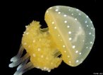 A gua-viva Phyllorhyza punctata  comum na regio Sudeste, chamando a ateno pelo colorido, algumas vezes encalhando s centenas nas praias. <br /> <br /> Palavra-chave: Cnidrios, cnidoblastos, medusas, nematocisto.