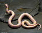 Cobra Albina - Ordem Squamata