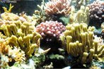 Invertebrados marinhos que constituem colnias coloridas e que podem formar recifes. Apresentam um exoesqueleto composto por carbonato de clcio. Palavras-chave: cnidrios, plipos, antozorios, recifes de corais.<br /> 