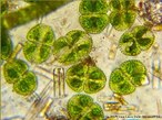 Contribuio da Professora Vera Lucia Bellin Mariano. Corresponde a um micro-organismo com parede celulsica e cloroplastos verde-claros. Possui dois plastos axiais laminares, um em cada hemiclula; n varivel de pirenides.<br /> <br /> Palavra-chave: protista, chlorophyta, Desmidiaceae, alga unicelular.