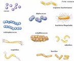 Microorganismos unicelulares, procariontes pertencentes ao Reino Monera.<br /> <br /> Palavra-chave: Cocos. Bacilos. Vibrio. Espirilos. Morfologia. Formas. Bactrias.