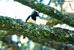 Aves passeriformes da famlia Corvidae. Apresentam alimentao baseada em sementes, frutos e pequenos invertebrados.<br /> <br /> Palavra-chave: canoras, pssaros, Corvidae, gralhas.