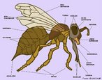 As abelhas, como os demais insetos, apresentam um esqueleto externo chamado exoesqueleto. Constitudo de quitina, o exoesqueleto fornece proteo para os rgos internos e sustentao para os msculos, alm de proteger o inseto contra a perda de gua. O corpo  dividido em trs partes: cabea, trax e abdome.<br /> <br /> Palavra-chave: abelha, inseto, artrpodes. 