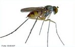 Animal invertebrado pertencente ao filo artrpode. Apresenta o corpo dividido em cabea, trax e abdome e possui seis patas.<br /> <br /> Palavra-chave: inseto, hexpodos, transmissor, patologias.