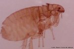 Viso microscpica de uma pulga. Em aumento de 200x.<br /> <br /> Palavra-chave: Artrpodes. Insetos. Parasitas. Microscopia.