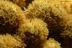Relao ecolgica intra-especfica, onde os indivduos no apresentam diferenciao na morfologia, vivem agrupados entre si e desempenham funes vitais para o grupo. <br /> <br /> palavra-chave: relaes ecolgicas, colnias, recife de corais.