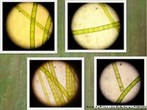 Contribuio da Professora Vera Lucia Bellin Mariano. Alga verde filamentosa simples, apresenta estrutura celular. Algumas clulas do filamento apresentam anis de crescimento (capuz).<br /> <br /> palavra-chave: Chlorophyta, Oedogoniales, protista.
