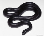 Cobra Rei Negra