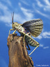 Os gafanhotos so insetos pertencentes  Subordem Caelifera da Ordem Orthoptera, caracterizados por terem o fmur das pernas posteriores muito grandes e fortes, o que lhes permite deslocarem-se aos saltos.<br /> <br /> Palavras-chave: Zoologia, Artrpodes, Insetos, Ordem Ortptera, Saltos
