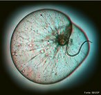 Protista unicelular que apresenta um tentculo mvel usado para capturar as presas. <br /> <br /> palavra-chave: dinoflagelado, micro-organismo, bioluminoscncia, Noctilucales.