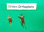 Ordem Orthoptera
