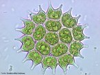 Microalga de colorao verde e que vive em ambientes de gua doce. <br/> <br /> Palavras-chave: cosmopolita, Chlorophyta, planctnicos. 
