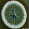 Espcie de fungo azul ou verde, que produz uma substncia capaz de inibir o crescimento de algumas espcies de bactrias.<br /> <br /> palavra-chave: fungos, ascomicetos, penicilina, antibiticos.