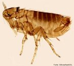 Ectoparasitas que se alimentam do sangue de mamferos e aves. So pequenos insetos marrons e sem asas, capazes de pular at 30 cm. Podem transmitir doenas como: o tifo (febre tifide) e a peste bubnica (tambm conhecida como peste negra na Idade Mdia). O tempo de vida de uma pulga pode chegar a 4 meses.<br /> <br /> Palavras-chave: artrpodes, insetos, hexpodos, parasitas, hematfagos.