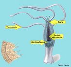 O aparelho de digesto dos cnidrios  composto por boca, cavidade gastrovascular e gastroderme. O alimento  parcialmente digerido na cavidade gastrovascular e a digesto  completada pelas clulas que revestem a cavidade. O que no  aproveitado  eliminado pela boca. <br /> <br /> Palavras-chave: sistema digestrio, plipos, medusas, digesto.