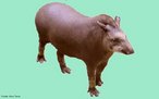 Maior mamfero terrestre do Brasil, alcanando at 1,20m de altura. Vive em florestas e campos da Amrica do Sul, do leste da Colmbia at o norte da Argentina e Paraguai. Possui hbito noturno, porm tambm pode realizar atividades durante o dia. Chega a pesar cerca de 300 kg e viver 35 anos. A gestao dura aproximadamente 13 meses, nascendo apenas um filhote. <br /> <br /> Palavra-chave: tapir, Tapirus terrestris, Perissodactyla, ungulados, animal silvestre.