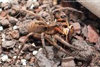 Esta espcie de aranha apresenta colorao marrom, com pelos vermelhos perto das quelceras e uma mancha escura em forma de flecha sobre o corpo. No constri teias e vive em gramados e jardim.<br /> <br /> Palavra-chave: artrpodes, aracndeos, aranha de jardim, grama.