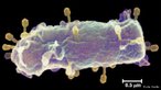 So vrus DNA ou Rna que parasitam apenas organismos procariontes. O mais conhecido  o que invadem a bactria intestinal Escherichia coli, conhecido como fagos T. Estes so constitudos por uma cpsula protica bastante complexa, que apresenta uma regio denominada cabea, com formato poligonal, envolvendo uma molcula de DNA, e uma regio denominada cauda, com formato cilndrico, contendo, em sua extremidade livre, fibras proticas.<br /> <br /> Palavra-chave: ciclo ltico, fago T, ciclo lisognico, bactrias, acelulares.