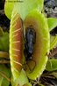 A espcie Dioneaea muscipula  uma planta carnvora que captura insetos extraindo desses, atravs de enzimas digestivas, compostos nitrogenados para seu desenvolvimento.<br /> <br /> Palavra-chave: Angiospermas. Plantas. Carnvoras. Insetos. "Papa-mosca". Carncia. Nitrognio.