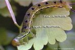 Estgio larval das borboletas.Tm o aspecto de verme, por vezes segmentado e com os rudimentos dos trs pares de patas caractersticos dos adultos. Alimentam-se vorazmente obtendo energia suficiente para completar a fase de metamorfose dentro do casulo.<br /> <br /> Palavra-chave: metamorfose, larva, borboleta, estgio.
