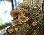  um tipo de fungo pluricelular que apresenta o formato achatado e vive sobre troncos de rvores mortas.<br /> <br /> Palavra-chave: Fungos, basidiomicetos, pluricelulares. 