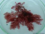 Algas macroscpicas com colorao geralmente vermelha. Apresentam parede celular formada por celulose, gar e carragenina.<br /> <br /> Palavra-chave: talo, fitoplncton, cloroplastos, recifes.
