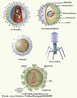 Os vrus so organismos acelulares, portadores de um nico tipo de material gentico: DNA ou RNA e uma cpsula protica. Intracelulares obrigatrios e causadores de patologias em diversos organismos.<br /> <br /> Palavra-chave: viroses, bacterifagos, hepatite C, gripe, HIV, varicela, capsdeo.