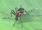 O Aedes aegypti  um mosquito preto com listras brancas no corpo. Vive dentro ou nas proximidades das habitaes. Transmissor do vrus da dengue e da febre amarela, se desenvolve em gua parada e limpa.<br /> <br /> Palavra-chave: artrpode, inseto, vetor, febre amarela, dengue.