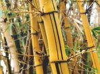 Os caules eretos crescem em posio vertical em relao ao solo. O caule do tipo colmo apresenta ns e entrens bem visveis. Pode ser oco, como o bambu, ou cheio, como a cana-de-acar.<br /> <br /> Palavra-chave: Botnica, angiospermas, caules, conduo, seivas, sustentao.