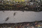 Crustceo inofensivo da ordem isopoda. Vive em grupos de vrios indivduos nas pedras, junto ao mar, alimentando-se de restos de peixes e outros crustceos. Como mimetismo, pode ser mais clara ou mais escura, dependendo do habitat em que vive.<br /> <br /> Palavra-chave: artrpodes, crustceos, mimetismo, Lygia sp.