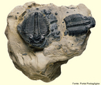 Artrpode pr-histrico da Era Paleonzica, conhecido apenas do registro fssil. O nome trilobita  devido a presena de trs lobos que podem ser visualizados (na maior parte dos casos) em sua regio dorsal (um central e dois laterais). Animais marinhos bentnicos, viviam, em sua maioria, em zonas pouco profundas, perto da costa. O maior trilobita encontrado at hoje possua cerca de um metro de comprimento.<br /> <br /> Palavra-chave: animais, artrpodes, fsseis, Cambriano.