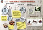 Classe Arachnida