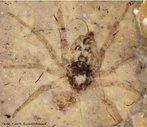 Fssil de aranha da famlia Plectreuridae