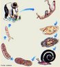 Representa o ciclo de vida do protozorio Schistosoma mansoni, causador da doena Esquistossomose, na espcie humana.<br /> <br /> Palavra-chave: Protozoose. Protozorio. Miracdio. Cercria. caramujo. Biomphalaria. Schistosoma.